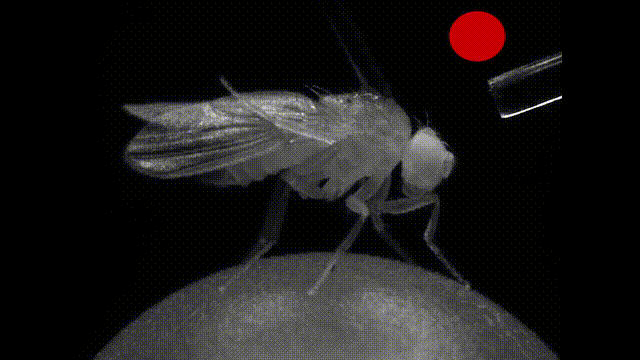 Predicting Joint Angles During Locomotion in Drosophila